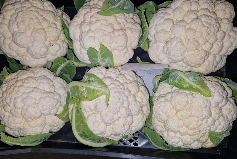 Cavolfiori - Veneto - 1,50/2,00 euro al chilogrammo